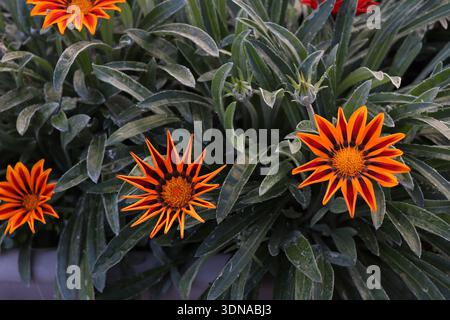 Nahaufnahme der leuchtenden Orange Gazania rigens Blumen mit gestreiften Blütenblättern (Schatzblume / afrikanische Gänseblümchen) Stockfoto