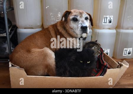 Freundlicher Rhodesian Ridgeback Hund und britische Kurzhaarkatze sitzen zusammen im sonnigen Garten Stockfoto