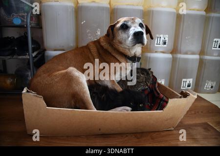 Freundlicher Rhodesian Ridgeback Hund und britische Kurzhaarkatze sitzen zusammen im sonnigen Garten Stockfoto