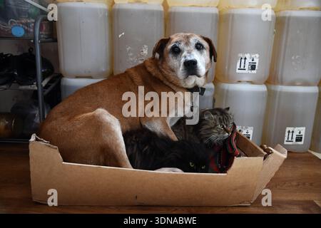 Freundlicher Rhodesian Ridgeback Hund und britische Kurzhaarkatze sitzen zusammen im sonnigen Garten Stockfoto