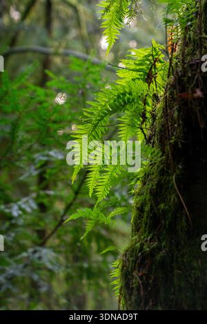 Waldfernen wachsen auf einem Baum.Baumstamm im Wald mit frischem Moos und Pilzen wachsen darauf. Stockfoto