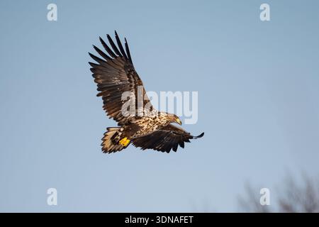 Ein Seeadler im Flug gegen einen blauen Himmel. Stockfoto