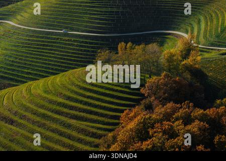 Blick aus der Vogelperspektive auf Terrassen-Hügel und eine kleine Straße, die sich durch die Landschaft schlängelt, Robadje, Komitat Međimurje, Kroatien. Stockfoto