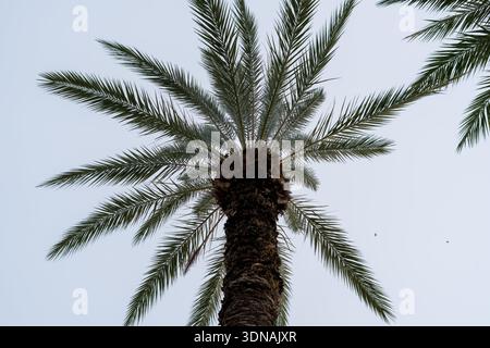 Palmenkrone von unten vor klarem Himmel mit tropischem Blick Stockfoto