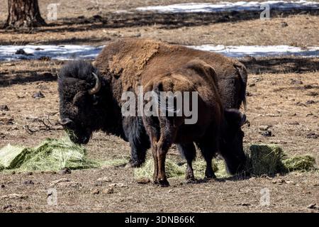 Die amerikanische Bisonherde weidet im Genesee Park, einem Wildreservat im Jefferson County, Colorado, USA. Stockfoto