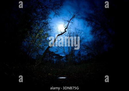 Ein Vollmond scheint nachts durch Bäume in einem dunklen Wald und beleuchtet eine kleine weiße Schüssel auf dem mit Blättern bedeckten Boden, um nachtaktive Tiere anzulocken. Stockfoto