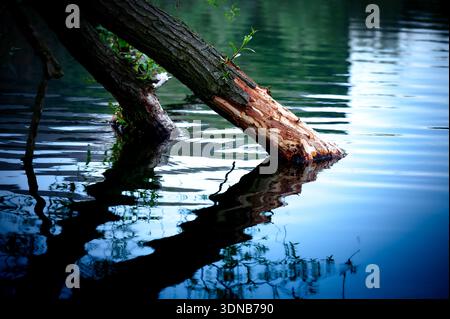 Baumstämme, die von Bibern genagelt werden, die sich in ruhiges blaues Wasser hineinlehnen, zeigen markante Kauspuren und Reflexionen in einem ruhigen niederländischen Feuchtgebiet in der Dämmerung. Stockfoto