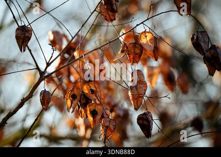 Goldene Samenschoten eines Goldenrain-Baumes (Koelreuteria paniculata) hängen an den Winterzweigen und schaffen so eine natürliche saisonale Szene. Stockfoto