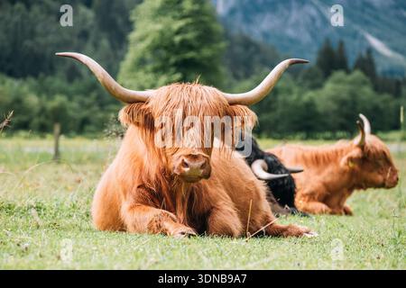 Schottische Highland-Rinder mit langen Hörnern und zottelbraunem Fell auf üppigem grünem Gras im malerischen Logar Valley Slowenien mit alpiner Wiese Stockfoto