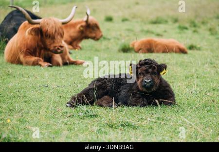 Niedliches schwarzes schottisches Highland-Kalb mit zotteligem Fell auf üppigem grünem Gras im malerischen Logar Valley Slowenien mit rustikaler alpiner Wiesenlandschaft Stockfoto