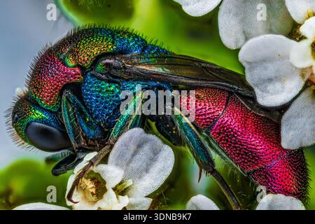 Profilansicht einer bunten Kuckuckswespe, Rubinschwanzwespe, die in einer weißen Blume im Wald schläft [Hedychrum sp.] Stockfoto