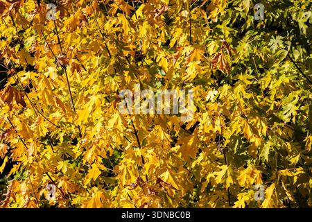 Eine lebhafte Nahaufnahme zahlreicher Einzelblätter mit leuchtenden, leuchtenden Gelbtönen während der Herbstsaison Stockfoto