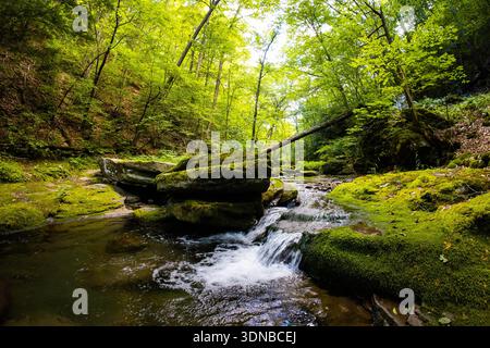 Das lebhafte grüne Wasser eines Waldflusses fließt über moosbedeckte Steine und Felsen, umgeben von üppigem Laub Stockfoto