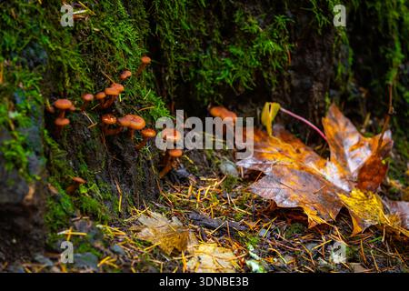 Ein detailliertes Makrofoto zeigt empfindliche Waldpilze, die zwischen gefallenen, goldgelben Herbstblättern auf dem Waldboden wachsen Stockfoto