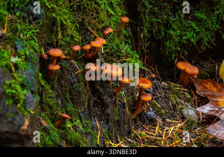 Ein detailliertes Makrofoto zeigt empfindliche Waldpilze, die zwischen gefallenen, goldgelben Herbstblättern auf dem Waldboden wachsen Stockfoto