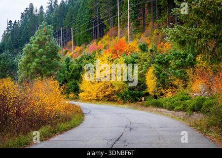 Die Straße schlängelt sich durch einen lebhaften Herbstwald und zeigt die reichen Herbstfarben der Bäume im Umpqua National Forest Stockfoto