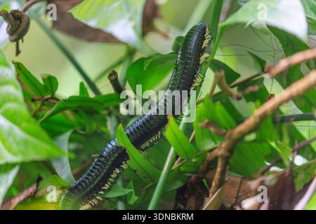 Riesiger Schwarzer Millipede krabbelt im Sinharaja Regenwald, Sri Lanka Stockfoto
