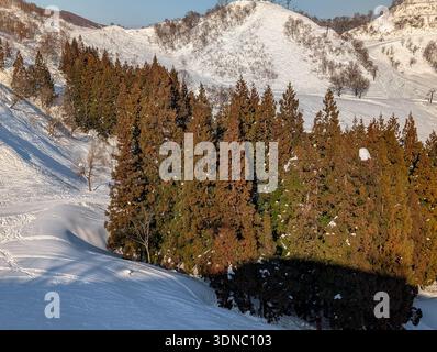 Dichter Nadelwald an einem schneebedeckten Berghang in Nagano, Japan Stockfoto