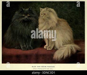 Zwei flauschige persische Katzen, eine schwarze und eine cremefarbene, sitzen nebeneinander, zeigen ihre häusliche Schönheit der Katze und verschiedene Felltöne in einer Vintage-Illustration ' The Book of the Cat ' von Simpson, Frances, Miss Erscheinungsdatum 1903 Verlag Cassell and Company, Limited Stockfoto