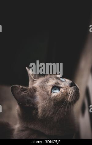 Nahaufnahme des Porträts einer blauäugigen Katze, die mit weichem natürlichem Licht nach oben blickt Stockfoto