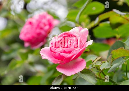 Eine leuchtend rosa blühende Rose auf einem Busch im Garten im Sommer Nahaufnahme Stockfoto