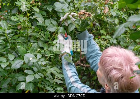 Eine Frau in Handschuhen hebt ihre Hände und schneidet Rosenzweige mit einer Beschneidungsschere Stockfoto