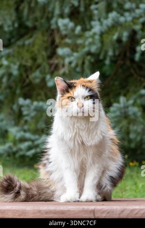 Eine flauschige Trikolore-Katze sitzt im Sommer draußen auf einem Holztisch Stockfoto