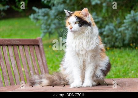 Eine dreifarbige Katze sitzt auf einem Holztisch vor Bäumen Hintergrund Stockfoto