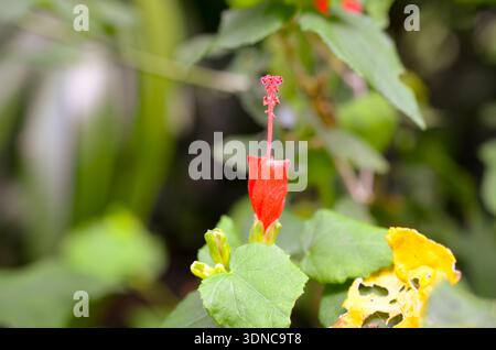 Rote Hibiskusblüte in Blüte Stockfoto