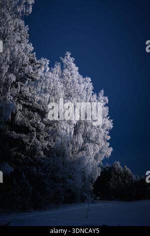 Frostbedeckte Bäume, die vor einem tiefblauen Winternachthimmel beleuchtet werden, schaffen eine dramatische und stimmungsvolle Waldszene. Schnee bedeckt den Boden während Stockfoto
