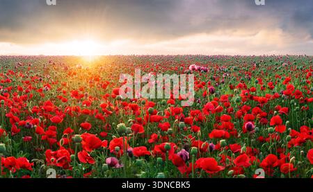 Panorama eines Feldes aus roten Mohnblumen vor dem Hintergrund des Abendhimmels Stockfoto