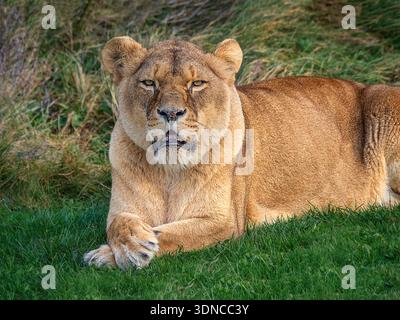 Ein Nahaufnahme-Porträt einer Löwin, die auf Gras liegt und mit gekreuzten Pfoten direkt in die Kamera blickt Stockfoto