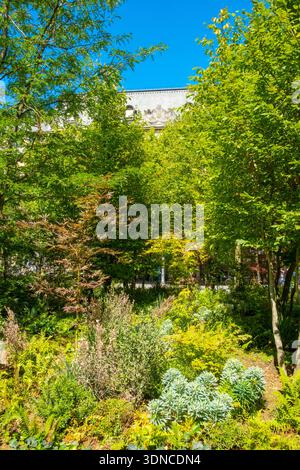 Frankreich, Paris, Rathaus, der Stadtwald pflanzte im Juni 2025 auf dem Parvis Stockfoto