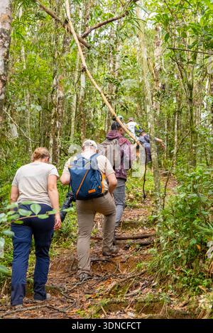 Madagaskar, Region Haute Matsiatra, Ranomafana Nationalpark, Lemuren Beobachtung Stockfoto