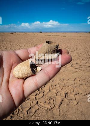 Marokko, Sahara, Region Drâa-Tafilalet, M'Hamid El Ghizlane, Reste von Schlangeneiern, die durch Regen auf dem Erg ausgesetzt sind Stockfoto