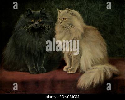 Zwei flauschige persische Katzen, eine schwarze und eine cremefarbene, sitzen nebeneinander, zeigen ihre häusliche Schönheit der Katze und verschiedene Felltöne in einer Vintage-Illustration ' The Book of the Cat ' von Simpson, Frances, Miss Erscheinungsdatum 1903 Verlag Cassell and Company, Limited Stockfoto