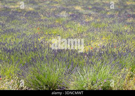 Frankreich, Drome, Drome Provencale, Bezirk Sault, Ferrassieres, Lavendelfelder Stockfoto