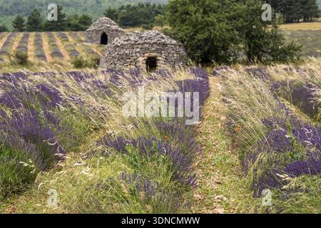 Frankreich, Drome, Drome Provencale, Bezirk Sault, Ferrassieres, Lavendelfeld und Trockensteinhütten, im Hintergrund Bories genannt Stockfoto