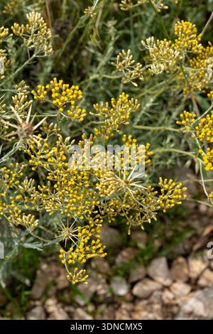 Frankreich, Drome, Drome Provencale, Bezirk Sault, Ferrassieres, italienische Immortelle (helichrysum italicum) Stockfoto