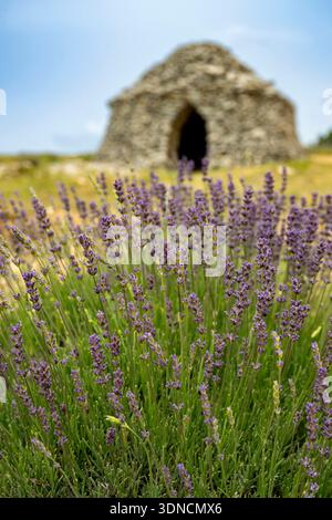 Frankreich, Drome, Drome Provencale, Bezirk Sault, Ferrassieres, Lavendelfeld, es gibt nur einen Zweig, im Gegensatz zu Lavendel, der drei Trockensteinhütten namens borie im Hintergrund hat Stockfoto