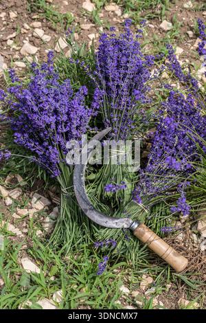 Frankreich, Drome, Drome Provencale, Bezirk Sault, Ferrassieres, frisch geschnittene Bouquets von Super Blue Lavendel mit Sichel Stockfoto