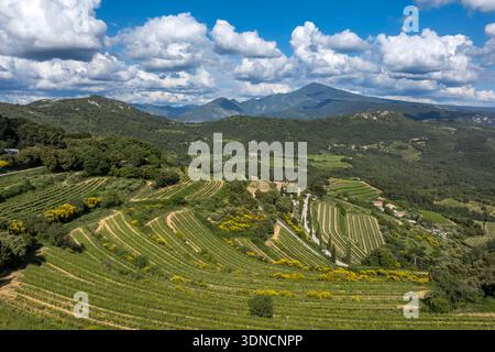 Frankreich, Vaucluse, Dentelles de Montmirail Berge, der terrassenförmig angelegte Weinberg rund um das Dorf Suzette, Mont Ventoux im Hintergrund (Luftaufnahme) (Luftaufnahme) Stockfoto