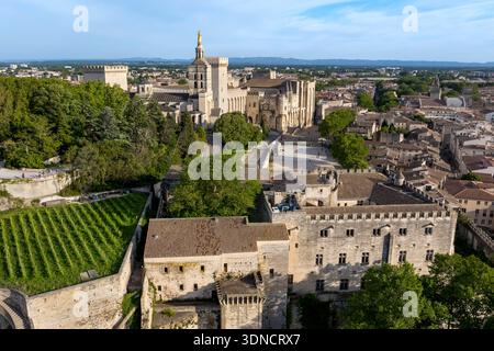Frankreich, Vaucluse, Avignon, Dom Doms und Papstpalast, die von der UNESCO zum Weltkulturerbe erklärt wurden, Weinberg des Papstpalais und Museum Petit Palais im Vordergrund (Luftaufnahme) Stockfoto