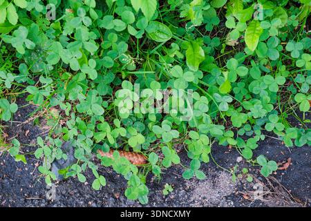 Ein Blick von oben nach unten auf eine dichte Fläche von wilden dreiblättrigen Kleeblättern (Trifolium), die auf natürlichem Boden wachsen. Die sanfte, gleichmäßige Beleuchtung unterstreicht den vario Stockfoto