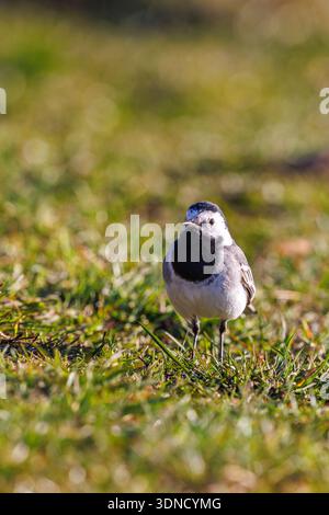 Weißer Bachstelz, der auf dem Gras steht Stockfoto