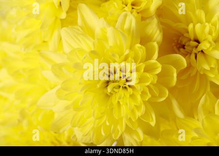 Blumenhintergrund oder Grußkarte mit gelben Chrysanthemen Blumen Nahaufnahme Stockfoto