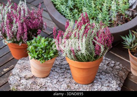Blühende weiße und rosa Heidekraut (calluna vulgaris L.) im Tontopf auf Holzterrassenboden im Garten. Herbst- und Winterpflanzen, die kultiviert werden. Stockfoto