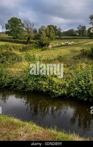 Frankreich, Nievre, regionaler Naturpark Morvan, Herde von Kühen entlang der Rigole d'Yonne, die Wasser aus der Yonne am Pannecière-See zieht und den Nivernais-Kanal speist Stockfoto