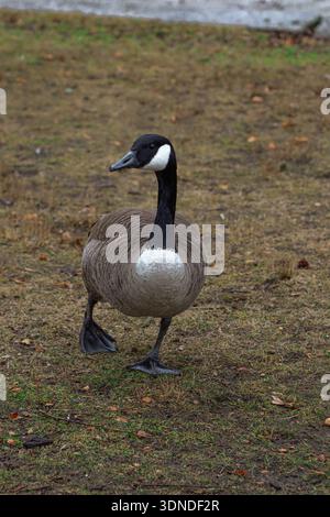 Kanadas Gans steht tagsüber auf Gras im Stadtpark in der Nähe des Wassers. Stockfoto