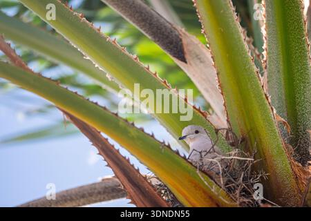 Eine ruhige Eurasische Taube sitzt aufmerksam in ihrem gut versteckten Nest, sorgfältig zwischen den dornigen Blättern einer robusten Kaktuspflanze in Te gebaut Stockfoto